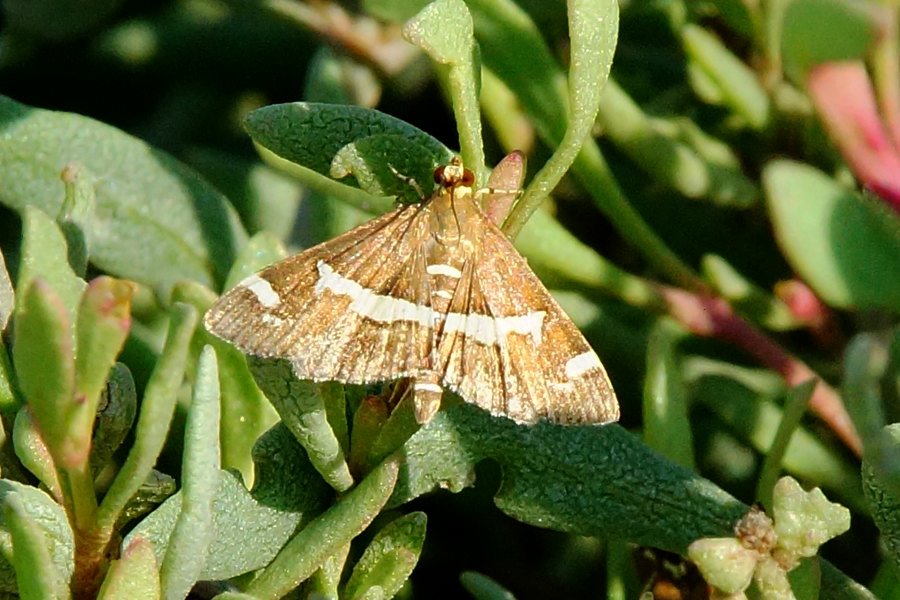 Spoladea recurvalis - Crambidae